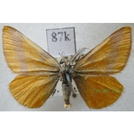 Lythria cruentaria (Hufnagel, 1767) Sudamek szczawiak Bulgaria87k